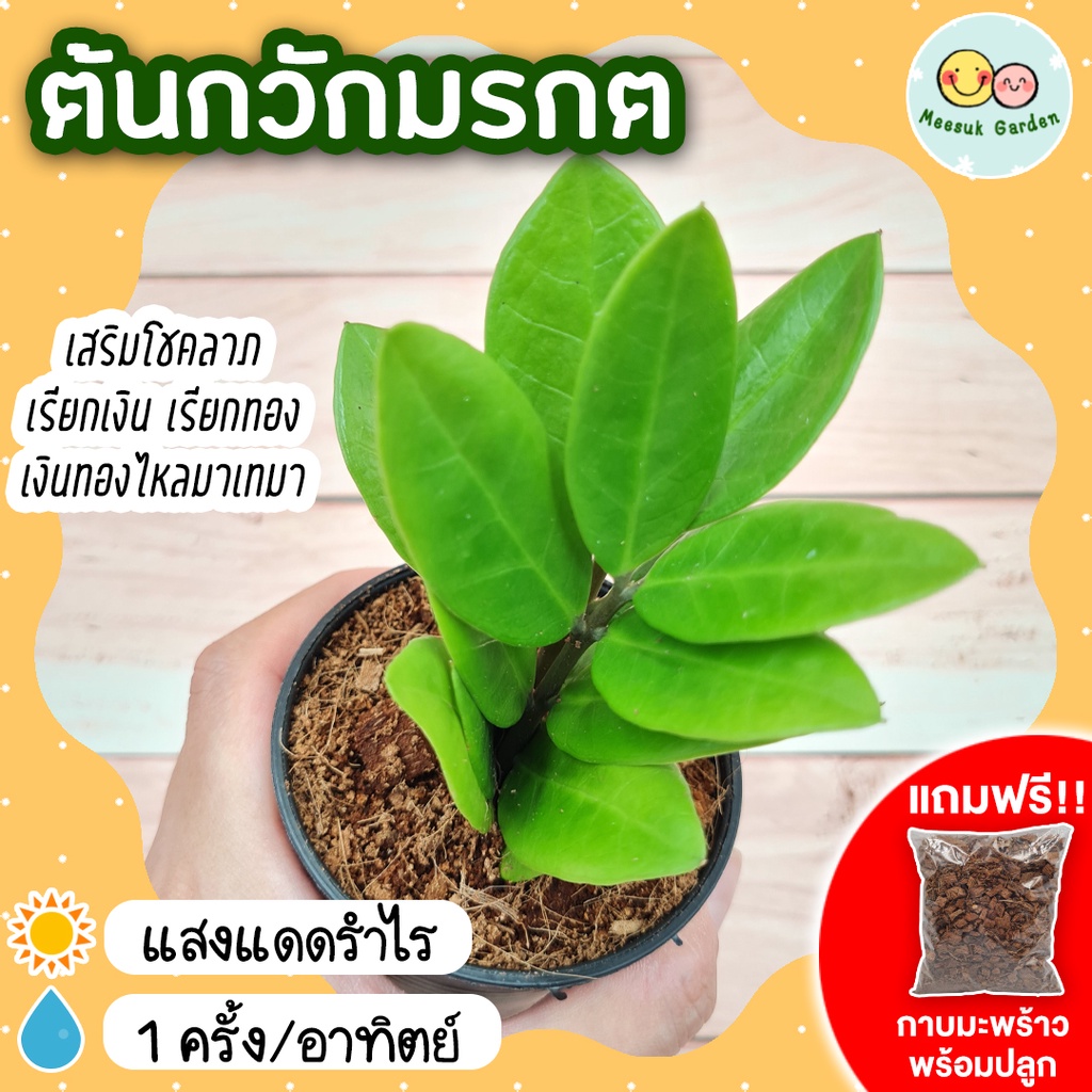 ต้นกวักมรกต ต้นไม้มงคล กระถาง 3 นิ้ว [แถมกาบมะพร้าวพร้อมปลูก] ต้นไม้ฟอกอากาศ ดูดสารพิษ เรียกทรัพย์ เสริมโชคลาภ ดูแลง่าย