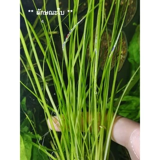 เทปใบแคบ – Vallisneria narrow leaf พร้อมปลูก ต้นไม้น้ำ ต้นไม้น้ำพร้อมปลูก ***กรุณาอ่านรายละเอียดก่อนสั่งซื้อ***
