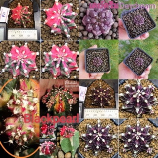 🌵Blackpearl​ Day​dream​ เดย์​ดรีม​,PDM PINK DIMON 🌵 CACTUS​ แคคตัส​ แบล็คเพิล​ ยิมโนด่าง,หน่อเด็ดสด,ไม้กราฟ ตอสามเหลี่ยม