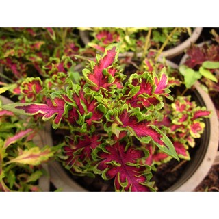 เมล็ดพันธุ์ ฤาษีผสม ( Coleus Seed ) บรรจุ 10 เมล็ด