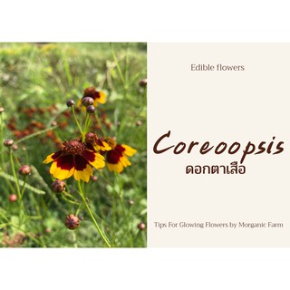 เมล็ดพันธ์ุดอกตาเสือ ดอกไม้กินได้ Coreopsis seed edible flowers