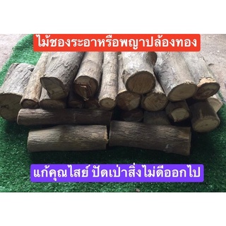 1แถม1 ไม้ชองระอา พญาปล้องทอง ป้องกันคุณไสย์ ของแท้จากป่า