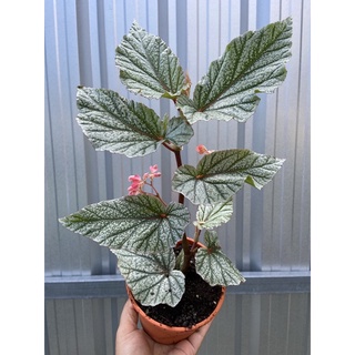 ต้นบีโกเนีย ไม้นำเข้า Begonia Don Miller