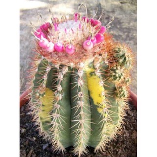 เมล็ดพันธุ์ เมโลด่าง Melocactus variegated 50 เมล็ด แคคตัส กระบองเพชร Cactus