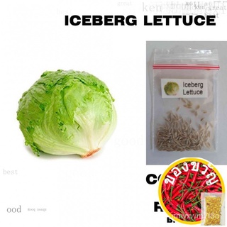 LETTUCE ICEBERG50 seeds (not live plants)edเมล็ดเชีย เมล็ดกุหลาบ เมล็ดดอกไม้ เมล็ดดอกดาวเรือง เมล็ดต้นอ่อนทานตะวัน เมล็ด