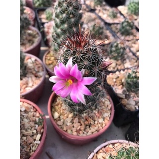 ตะขอหนามแดง mammillaria mazatlanensis