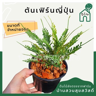 เฟิร์นญี่ปุ่น มาในกระถางพร้อมตั้ง Fern