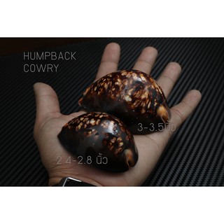 เปลือกหอยเบี้ย เบี้ยหลังค่อม หอยเบี้ยครู  HUMPBACK COWRY