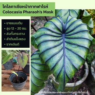 หน้ากากฟาโรห์ Colocasia Pharaohs Mask ขายแบบต้น ส่งทั้งกระถาง