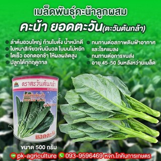 เมล็ดพันธุ์คะน้า ยอดตะวัน (ตะวันต้นกล้า) ขนาด 500 กรัม