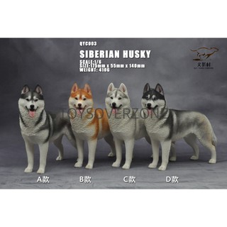 QuanYingCun QYC003 A/B/C/D 1/6 Husky