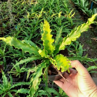 เฟิร์นโอซาก้ากระถาง 4 นิ้ว