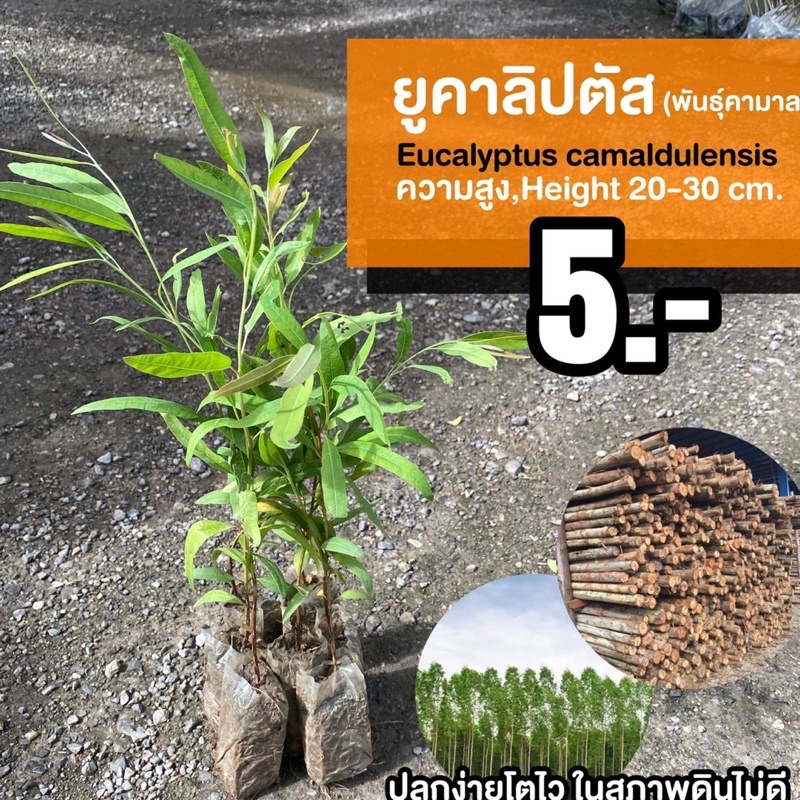 ยูคาลิปตัส (จำนวน 10 ต้น) พันธุ์คามาลดูเลนซิส EUCALYPTUS CAMALDULENSIS