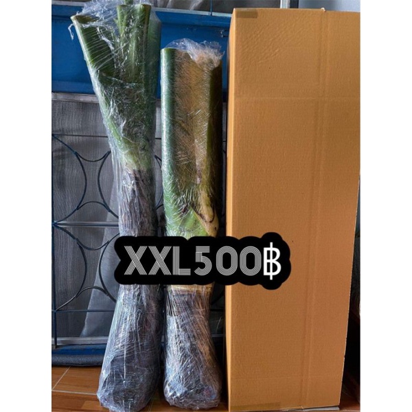 XXL500 บอนกระดาดยักษ์ บอนยักษ์ ต้นบอลกระดาษยักษ์ #อโลคาเซีย Alocasia #ต้นบอนกระดาด #บอนกระดาดยักษ์  #บอนยักษ์ #บอนกระดาด