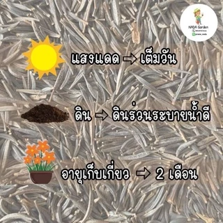เมล็ดพันธุ์คอสมอสสีขาว 300เมล็ด