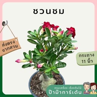 ต้นชวนชม ขนาด 11 นิ้ว คละสีดอก