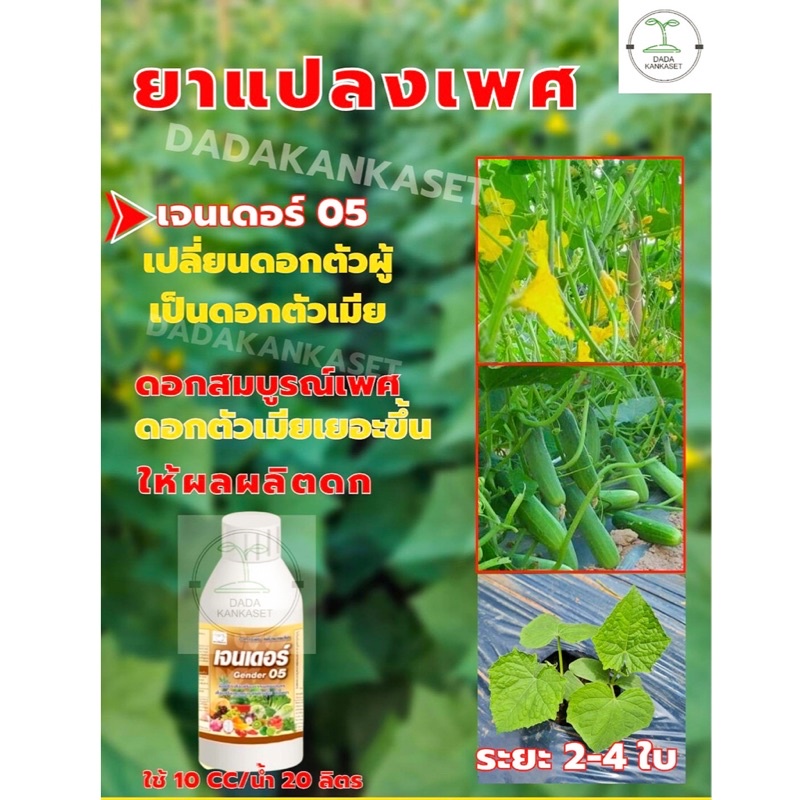 ของแท้100% เจนเดอร์ 05 ยาแปลงเพศแตงกวา แตงร้าน เปลี่ยนจากดอกตัวผู้เป็นดอกเมีย ผลดก ติดทุกข้อ