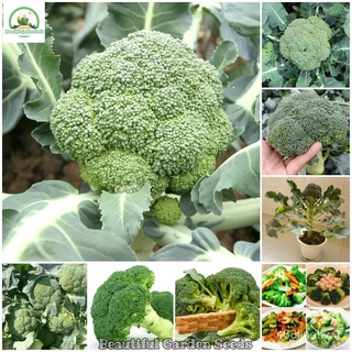 ถูก ใหม่ สายพันธุ์เมล็ดพันธุ์ บรอคโคลี Broccoli Seeds Green Cauliflower Organic Vegetable Seeds for Planting บรรจุ 20 17