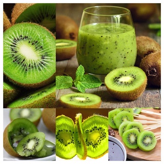 พร้อมส่ง เมล็ดพันธุ์ กีวี่ ต้นไม้ Green KIWI Seeds Organic Fruit ​​​​​​​Seeds flower seeds Garden plants ต้นพันธุ์ผลไม้