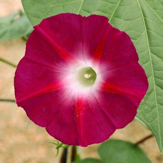 เมล็ด มอนิ่งกลอรี สีแดง - Scarlett ohara Morning Glory Flower