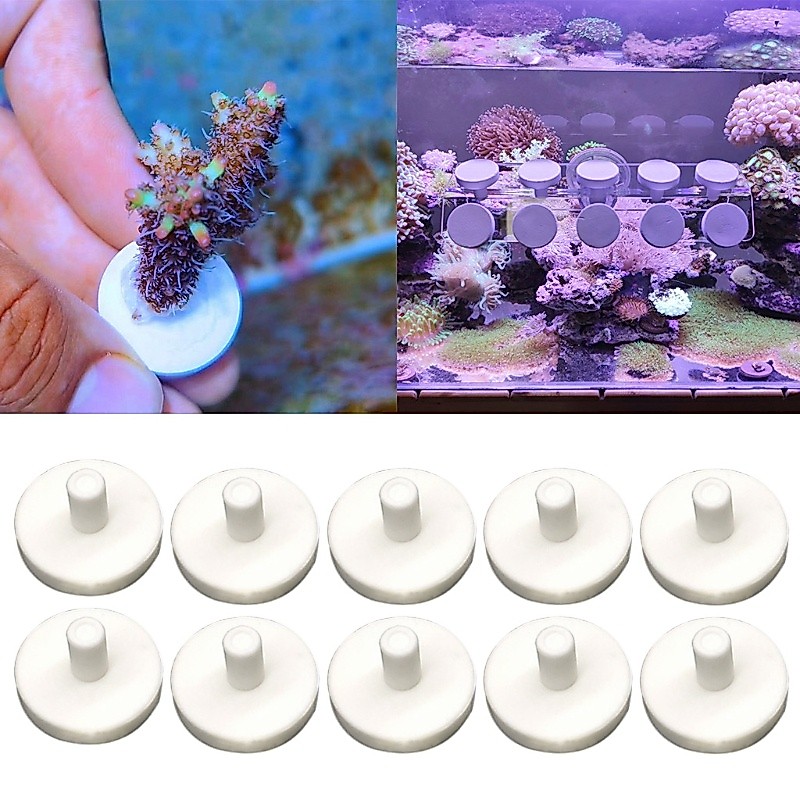 Alilin Coral Frag Disks Aquatics สําหรับคอรัลรูปตัว T สําหรับตู้ปลาทะเล