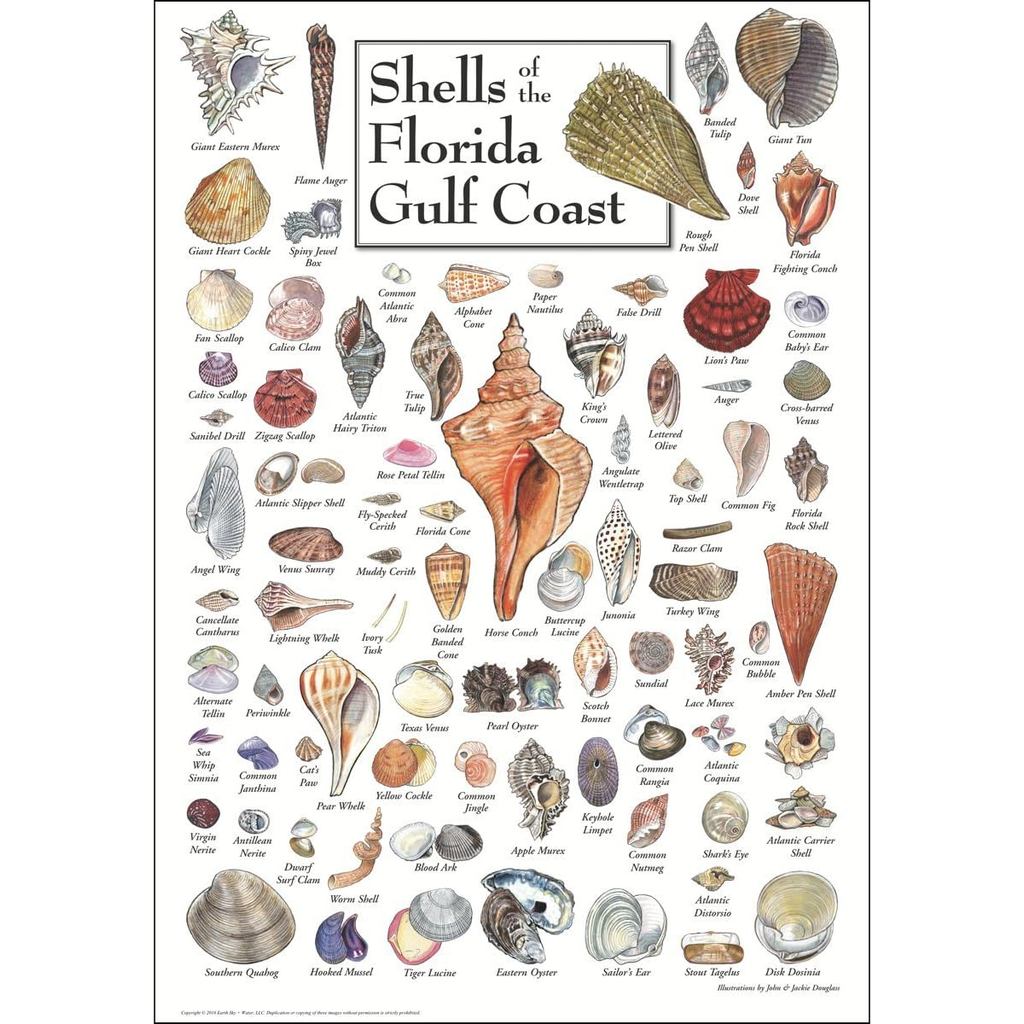 Shells of Floridas Gulf Coast Poster 19′ X 27′ Made in USA