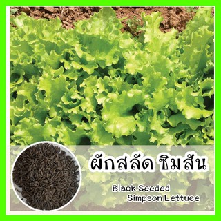 พร้อมส่ง ❗❗ รหัส 022  เมล็ดพันธุ์แท้ OP ผักสลัด ซิมสัน เมล็ดสีดำ ปลูกง่ายโตไว รสชาติดี  - Simpson Lettuce เมล็ดพันธุ์ผัก