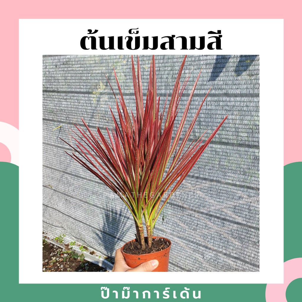 ต้นเข็มสามสี มาพร้อมกระถาง ไม้แดด Rainbow Tree