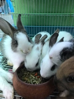 Petlover Rabbit อาหารกระต่าย อาหารหนูแกสบี้ ผสมหญ้าอัลฟาฟ่า ผลไม้อัดเม็ด (แบ่งขาย 1KG)