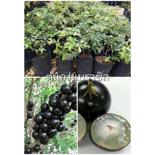 ต้นองุ่นบราซิล หรือ ฌาบูชีกาบา หรือ Jabuticaba