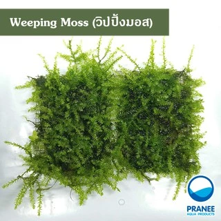 วิปปิ้งมอส (Weeping Moss) ต้นไม้น้ำ ***กรุณาอ่านรายละเอียดก่อนสั่งซื้อ***
