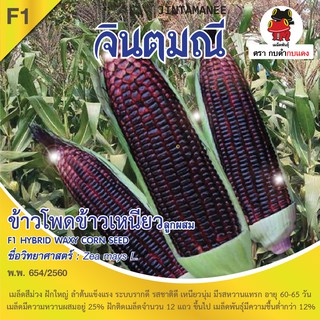 เมล็ดพันธุ์ ข้าวโพดข้าวเหนียวก่ำจินตมณี บรรจุ 10 กรัม