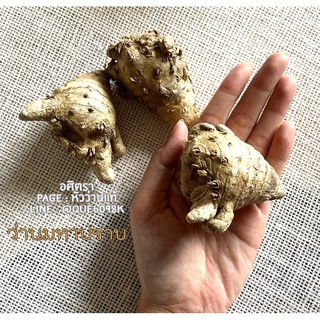 ว่านมหาปราบ  เด่นทางคงกระพันชาตรี