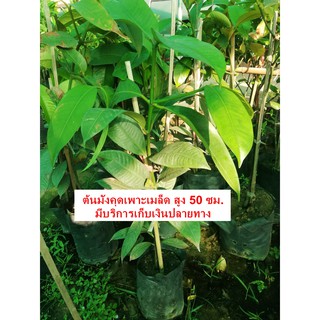 ต้นมังคุดเพาะเมล็ด อายุประมาณ 2 ปี สูง 50 ซม.ขึ้นไป ราคา 250 บาทค่ะ