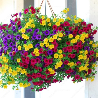 2000เม็ด【Petunia เมล็ด】สี่ฤดูกาลระเบียงในร่มลานแขวนกระถางดอกไม้หลายปีเจ็ดสีลำโพงเมล็ดดอกไม้