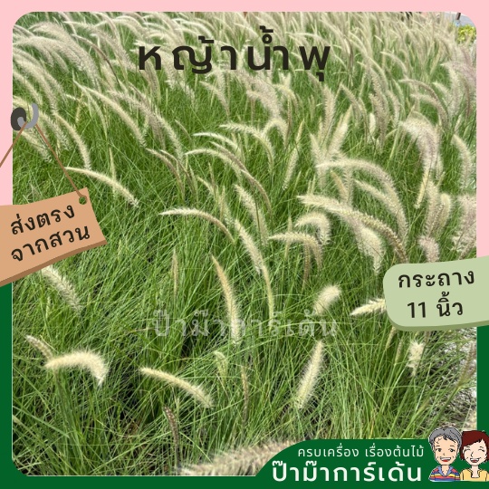 หญ้าน้ำพุ 11 นิ้ว ไม้แดดประดับสวน