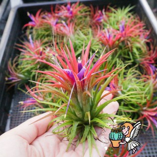 มีโปรโมชั่น พิเศษ🌸ทิลแลนเซีย สับปะรดอากาศ Tillandsia🌸