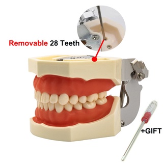 อุปกรณ์ทันตกรรมโมเดลฟันแบบลอกออกได้สําหรับการเรียนการสอนฟัน