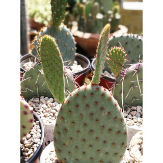 Opuntia Rufida Indigo ชำมีแพดใหม่ขายยกกอ