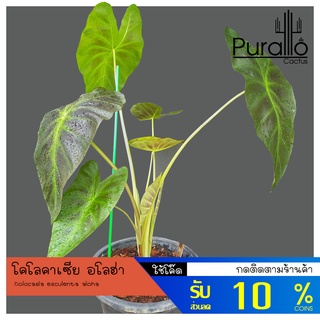 บอน โคโลคาเซีย อโลฮ่า บอนอโลฮ่า Colocasia esculenta aloha  #Colocasia #Colocasia esculenta