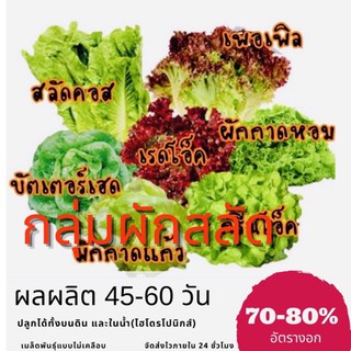 [ขายดี] เมล็ดพันธุ์ผักสลัด เมล็ดสลัด อินทรีย์☘️100-300เมล็[10แถม1/12แถม2](เฉพาะสลัดไม่อื่น)✅ราคาถูก🪴ปลูกง่ายงอกด