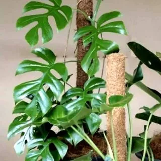 ถูกมาก!!! 🌿เสาไม้เลื้อย/ดามต้นไม้