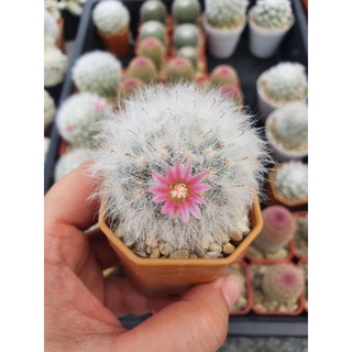 🌵แมมขนแกะ🌵ดอกชมพู🌸ไม้เมล็ด🌸