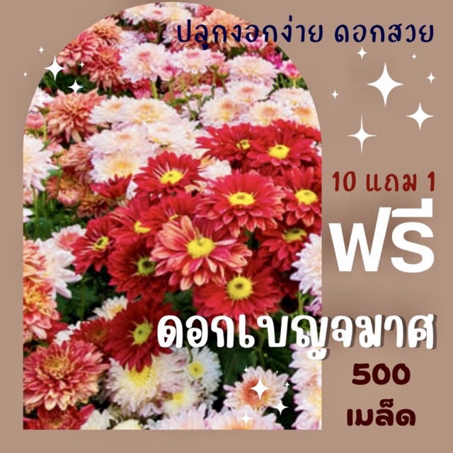 เมล็ดพันธุ์ ดอกเบญจมาศ 500 เมล็ด Chrysanthemum เบญจมาศ คละสี (ซื้อ 10 แถม 1 คละอย่างได้)