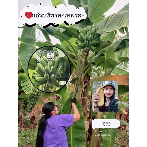 กล้วยยักษ์ กล้วยทิพรส/เทพรส กล้วยแปลก ราคา ถูกที่สุด ดีลบีเคเค แกลเลอรีภาพที่ 2