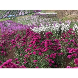 ♥️มากาเรตญี่ปุ่น 🌺กระถาง 2 นิ้ว