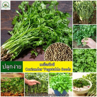 ถูก ใหม่ สายพันธุ์เมล็ดพันธุ์ ผักชี (Coriandrum Sativum) Coriander Vegetable Seeds for Planting บรรจุ 100 เมล็ด เมล็ด ON