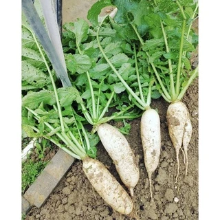 เมล็ดหัวไชเท้า 100 เมล็ด [ 10เเถม 2คละได้ ]