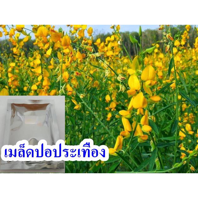 (ซื้อ3ซองแถม 1)เมล็ดปอประเทือง จำนวน 3000 เมล็ด/ซอง ปลูกบำรุงดิน