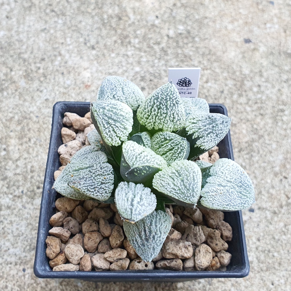 พร้อมส่ง!!ฮาโวเทีย Haworthia pygmaea 'Yuki No Sato' (Powder Sugar)  จัดส่งแบบล้างรากพร้อมป้าย